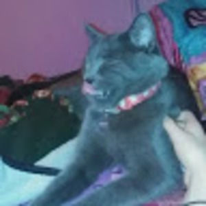 Meet your Posher, Precious